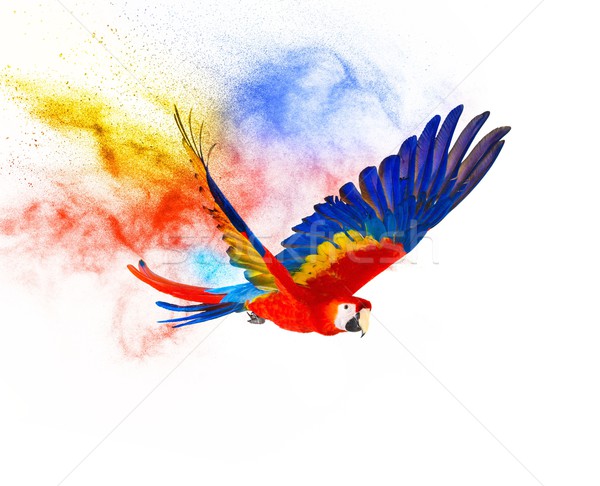 Foto stock: Colorido · vuelo · loro · aislado · blanco · aves