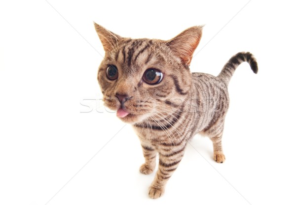 Foto stock: Engraçado · gatinho · gato · saúde · fundo · vida