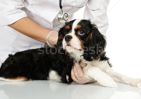 Young positive brunette veterinary woman holding spaniel with wounded leg  Stock photo © Nejron