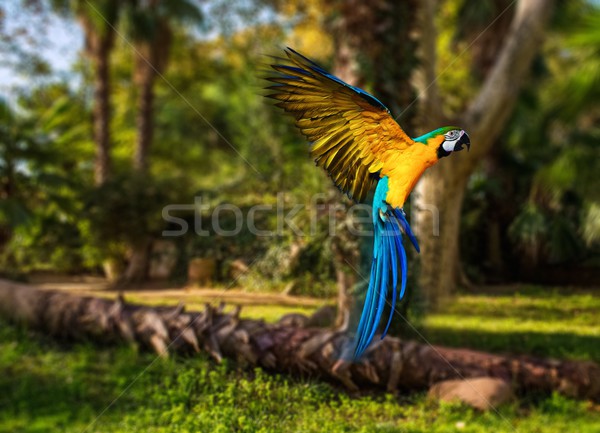 Beautiful colourful parrot over tropical background  Stock photo © Nejron