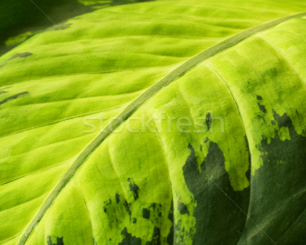 Green leaf texture Stock photo © Nejron