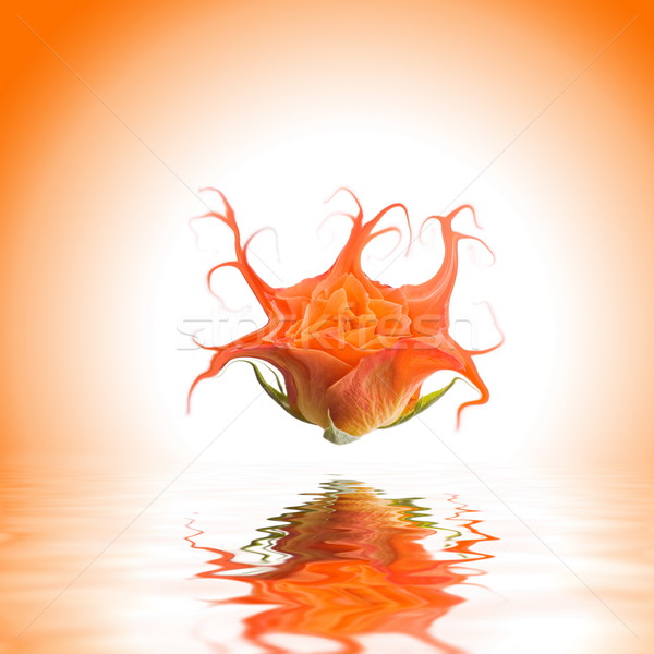 Orange Mutante stieg Wasser Frühling Liebe Stock foto © Nejron