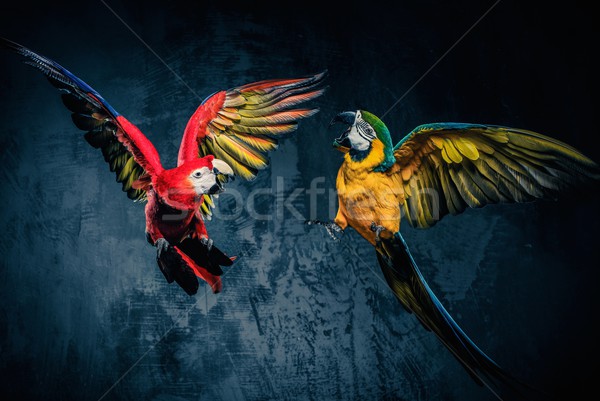 Twee kleurrijk papegaaien vechten natuur achtergrond Stockfoto © Nejron