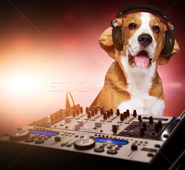 Beagle cane indossare cuffie dietro mixer Foto d'archivio © Nejron