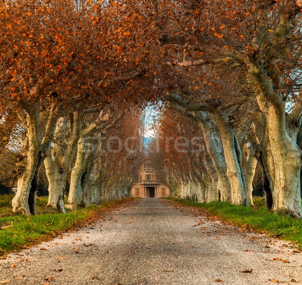 Beautiful alley with mansion in the end Stock photo © Nejron