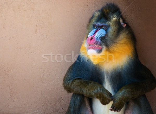 Picture of a colourful displeased mandrill Stock photo © Nejron
