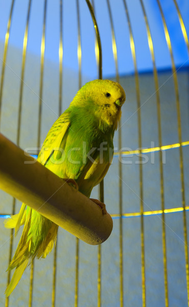 Stock foto: Wenig · golden · Käfig · Licht · Vogel · grünen