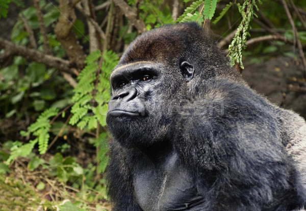 Foto gorila aire libre cara ojos fondo Foto stock © Nejron
