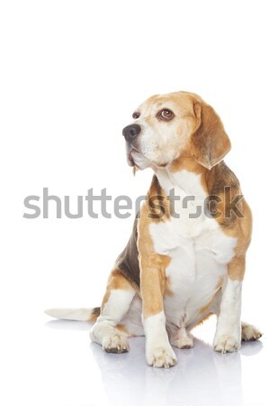 Beagle chien isolé blanche fond portrait [[stock_photo]] © Nejron