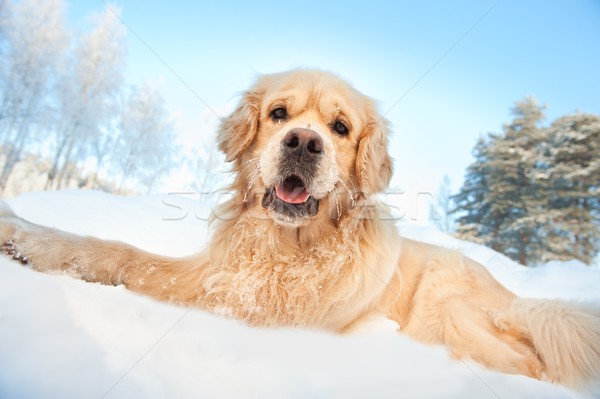 Сток-фото: Золотистый · ретривер · играет · снега · собака · лес · фон