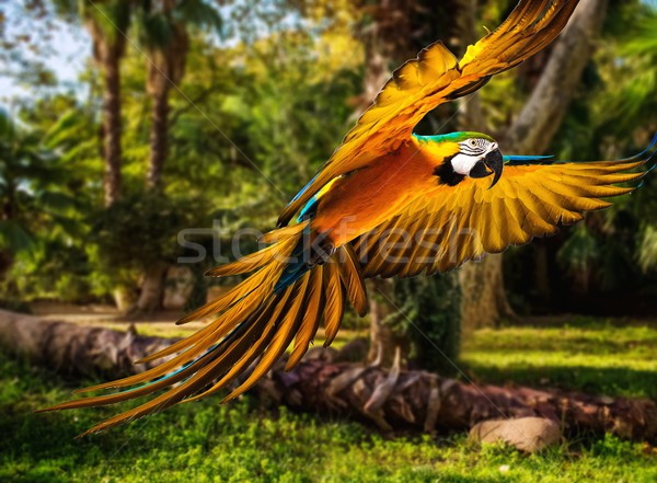 Colourful flying parrot in tropical landscape Stock photo © Nejron