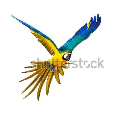 Colourful flying parrot isolated on white  Stock photo © Nejron