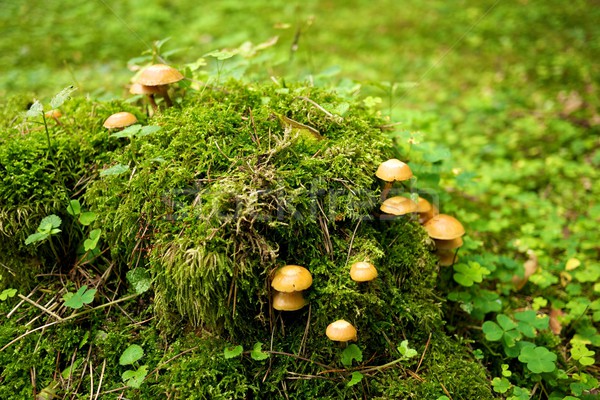 Many mushrooms growing in a forest. Stock photo © Nejron