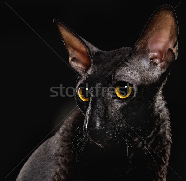 Black Cornish Rex cat Stock photo © Nejron