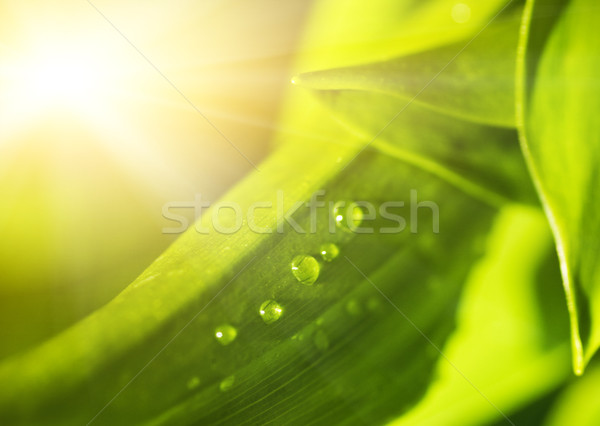 Green leaf texture with water drops on it (shallow DoF) Stock photo © Nejron