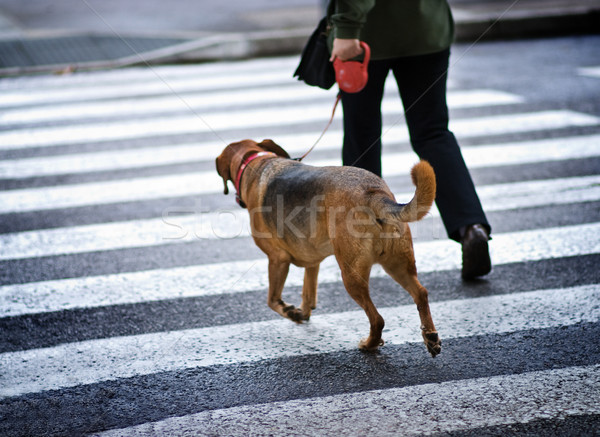 Stock fotó: Férfi · kutya · utca · szem · város · autók