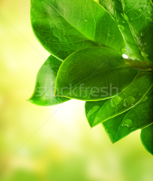 Stockfoto: Vers · groene · bladeren · abstract · tuin · achtergrond · schoonheid