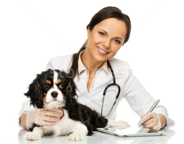 Stock photo: Young positive brunette veterinary woman with spaniel taking notes on tablet pc