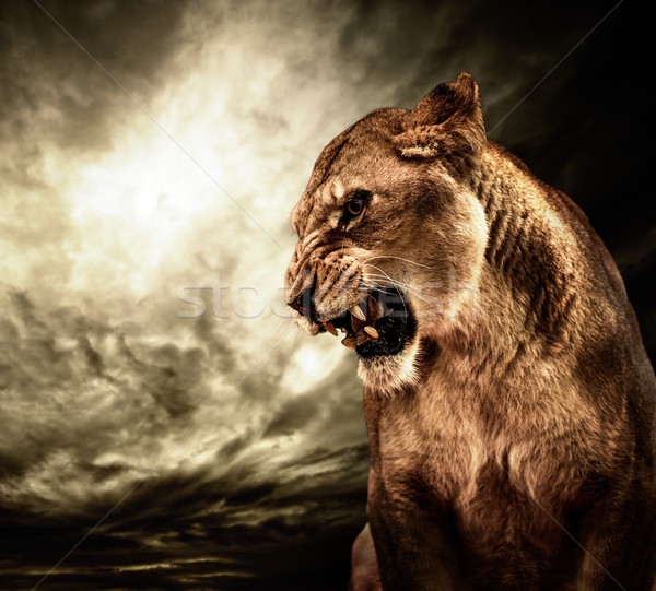 Roaring lioness against stormy sky  Stock photo © Nejron