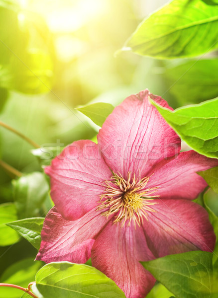 Fleur résumé nature jardin fond beauté [[stock_photo]] © Nejron