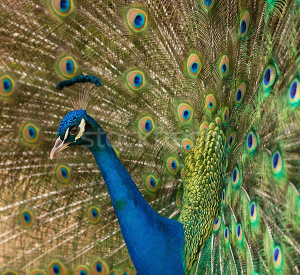 Close-up shot of a peacock Stock photo © Nejron