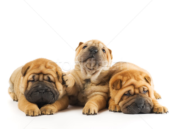 Group of three beautiful sharpei puppies isolated on white backg Stock photo © Nejron