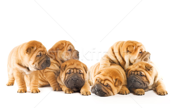 Gruppe schönen sharpei Welpen isoliert weiß Stock foto © Nejron