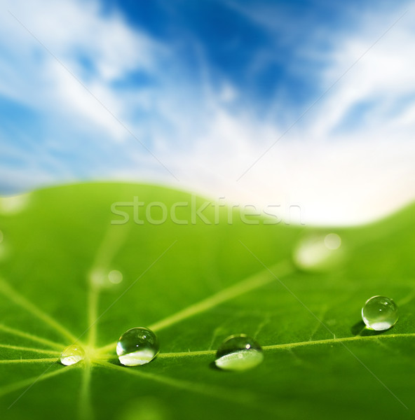 Folha verde gotas de água raso abstrato fundo Foto stock © Nejron