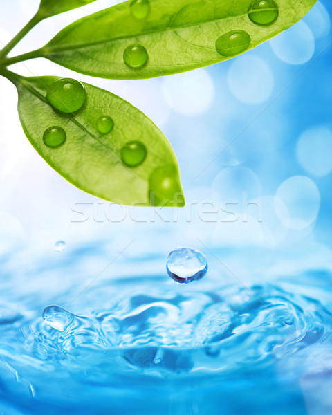 Gotas de água queda molhado folha água primavera Foto stock © Nejron