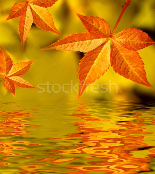 Autumn leaves reflected in rendered water Stock photo © Nejron