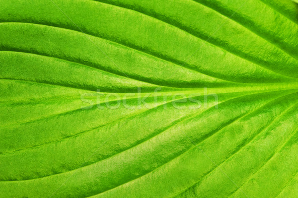 Green leaf texture Stock photo © Nejron