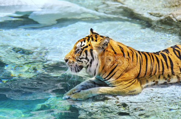 Zdjęcie bengalski Tygrys wody moc sam Zdjęcia stock © Nejron