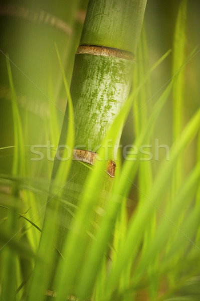 Verde impianto primo piano albero foresta abstract Foto d'archivio © Nejron