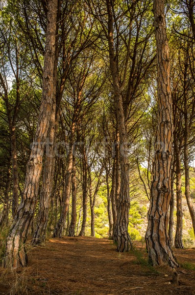 Cale frumos pădure copaci portocaliu aur Imagine de stoc © Nejron