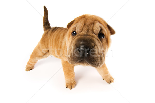 Funny sharpei puppy isolated on white background (studio shot) Stock photo © Nejron
