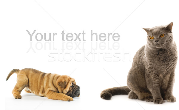 Foto stock: Sharpei · cachorro · britânico · gato · isolado · branco