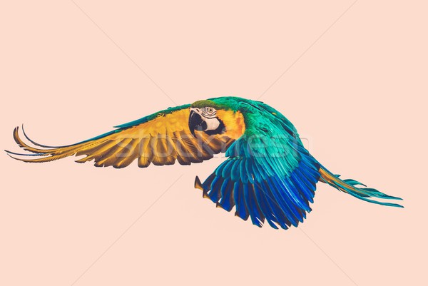 Színes repülés papagáj természet zöld kék Stock fotó © Nejron