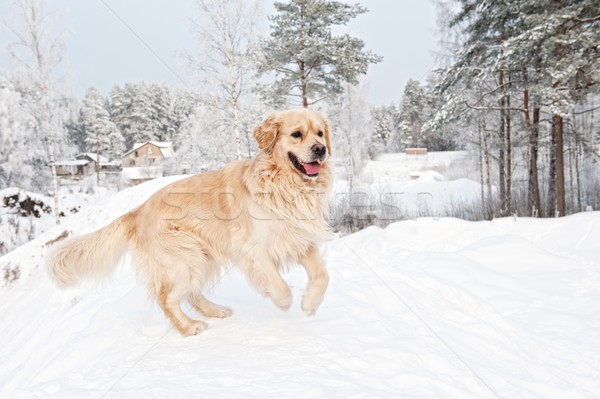 Golden retriever fut hó kutya háttér száj Stock fotó © Nejron