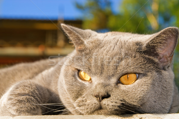 Lazy british cat lying outdoors Stock photo © Nejron