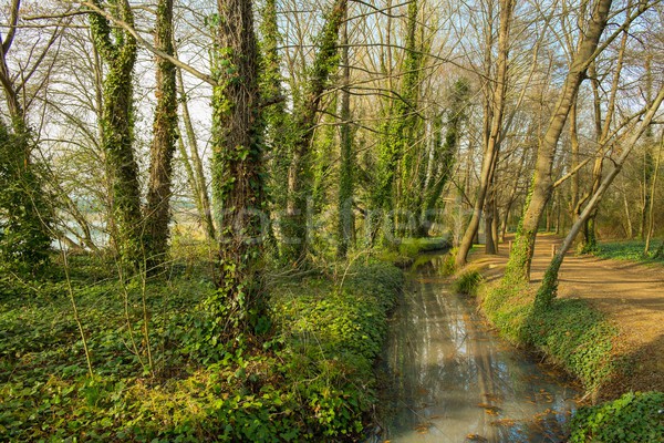 Ditch with water in a park Stock photo © Nejron