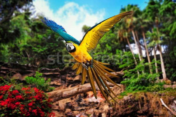 Colourful flying parrot in tropical landscape Stock photo © Nejron