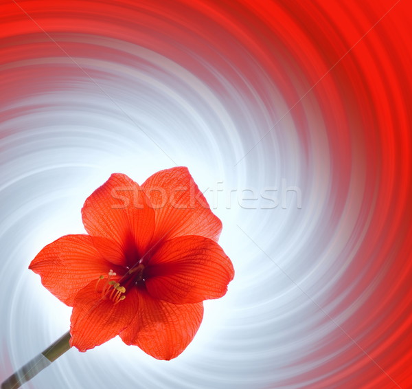 Red flower on abstract background Stock photo © Nejron