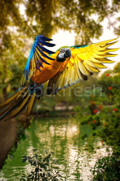 Beautiful colourful parrot over tropical background  Stock photo © Nejron