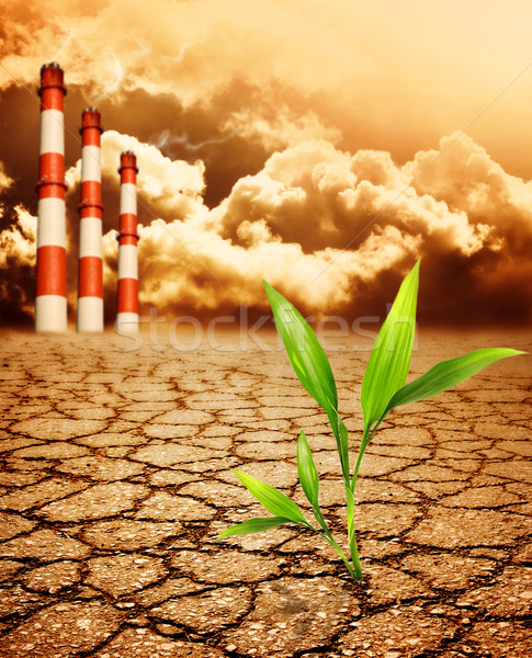 綠色 植物 成長 死 土壤 天空 商業照片 © Nejron