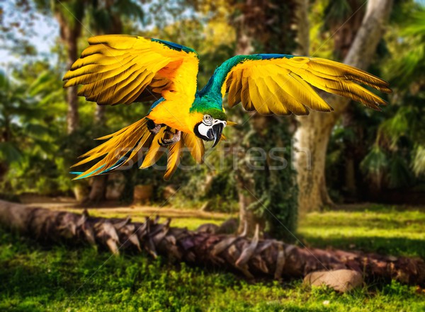 Colourful flying parrot in tropical landscape Stock photo © Nejron