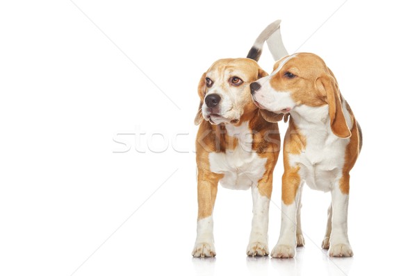 Two beagle dogs isolated on white background Stock photo © Nejron