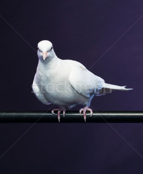 Trained white dove sitting on a magician's stick Stock photo © Nejron