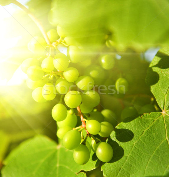 Raisins verts coup résumé nature feuille Photo stock © Nejron