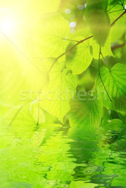 Folhas verdes prestados água primavera sol luz Foto stock © Nejron