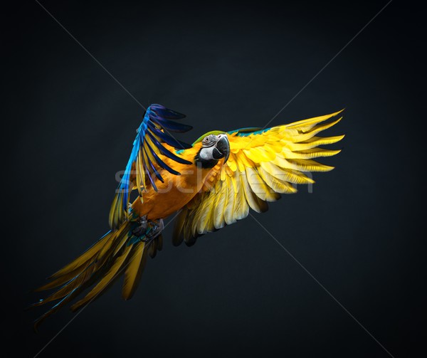 Colourful flying Ara on a dark background  Stock photo © Nejron